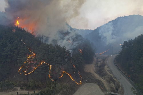 日本遭遇50年来最严重山火